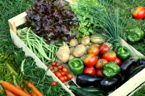 Válaszd az agrárképzések közül a Zöldség- és Gyümölcstermesztő tanfolyamot!
