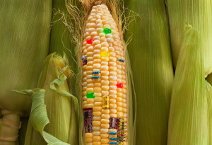 A génmódosított kukorica, ami olyan méreganyagot termel, ami elpusztítja egy bizonyos lepkefaj hernyóit