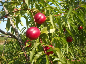 A nektarin az egyik legtöbb tápértékkel rendelkező gyümölcs. Szedd magad nektarin.