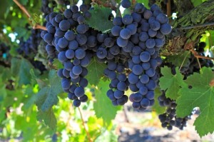 A szőlő igen erőteljes hatású gyógynövény.