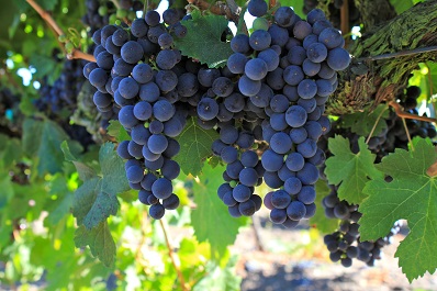 A szőlő igen erőteljes gyógyhatással rendelkező gyógynövény. Szedd magad szőlő