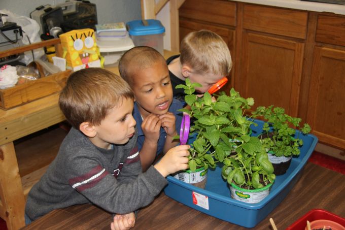 A növényeknek az iskolákban is fontos szerepük van.