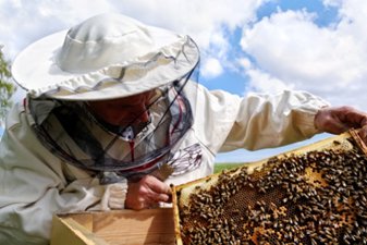 Válaszd az agrárképzések közül a Méhész tanfolyamot!