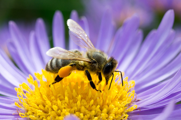Mérgek vagy méhek - a Greenpeace kiadványa - letölthető itt