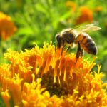 Mérgek vagy méhek - A Greenpeace kiadványa